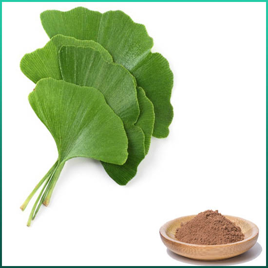 Ginkgo Biloba çıxarış